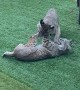 Bobcat Kittens Play by the Poolside