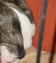 Old English Bulldog Makes Funny Sounds in Her Sleep