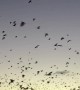 Swarm of Bats Flying to Fraser Island