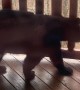 Bear on Deck