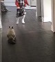 Kitty Plays Game of Tag with Girl