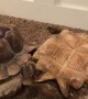 Tipped Tortoise Helped By Brother