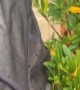 Cat in Stroller Playing with Bushes Regardless of Rain