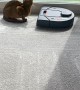 Robot Vacuum Cleans Around Cat