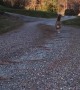 Adventurous Kitty Comes for Walks