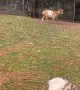 Pet Goat Rolls Over and Plays Dead