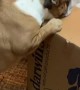 Bulldogs get very excited for food delivery