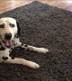 Adorable kitten just wants to play with patient Dalmatian