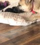 Doggy Is Peeved that New Sibling Steals Bed