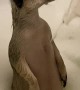 Meerkat Enjoying a Bath