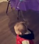 Mom Hack Tying Balloon to Toddlers Hair