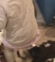 Pack of Puppies Give Girl the Giggles