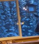 Momma Moose Comes Back for Bird Feeder
