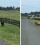 Firefighter gets chased by stray cow