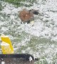 Sweet Fox Plays in the Snow