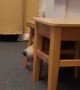 Corgi Gets Stuck Under Stool