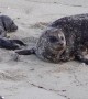 Seal Gives Birth While Seagull Watches On