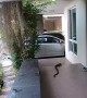 Hungry Snake Comes After Cat