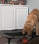 Doggy Squeaks Ball from Trampoline
