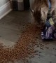 Pet Canadian Lynx Triumphs Over Food Bag