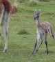 Guanaco giving birth in Patagonia