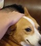 Spoiled Corgi Won't Accept Not Being Pet