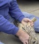 Owl Rescued After Being Stuck in Bumper Bar