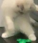Curious Kitten Baffled by Fidget Spinner