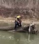 Firefighter rescues dog stranded on fallen tree