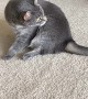 Ornery Cat Flips for Foot