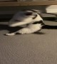Determined Cat Chases Her Tail