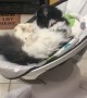 Kitty Gets Comfortable in Baby Swing