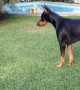 Tiny Puppy Meets Large Doberman And They\'re Instant Friends