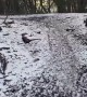 Pheasant Tries to Stop Car From Driving