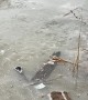Brave Man Saves Dog That Fell Through Icy Pond
