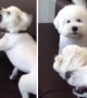 Responsible Brother Breaks Up Playful Puppy Fight