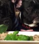 French Bulldogs Enjoy Adorable Valentine\'s Day Meal