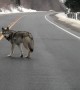 Coywolf Alpha Acting as Crossing Guard