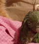 Rescued Kitty and Parrot Play Together