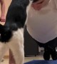 Kitty Interrupts Exercise Routine
