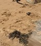 Goanna Goes for a Stroll Along Beach