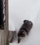 Kitty Struggles to Walk Through Thick Snow