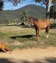Adorable Puppy Walks Wild Born Brumby Colt