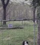 Large Snake Skillfully Slithers Over Gate