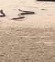 Snakes Tangle up in the Sand