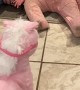 Baby isn't a Fan of Toy Pony
