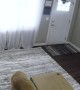 A Man and His Dogs Surprises Wife with New Couch