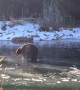 Big Bear Finds Itself on Thin Ice