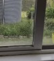 Tree Snake Stares Through Window