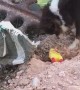 Pup Hides Plastic Toy
